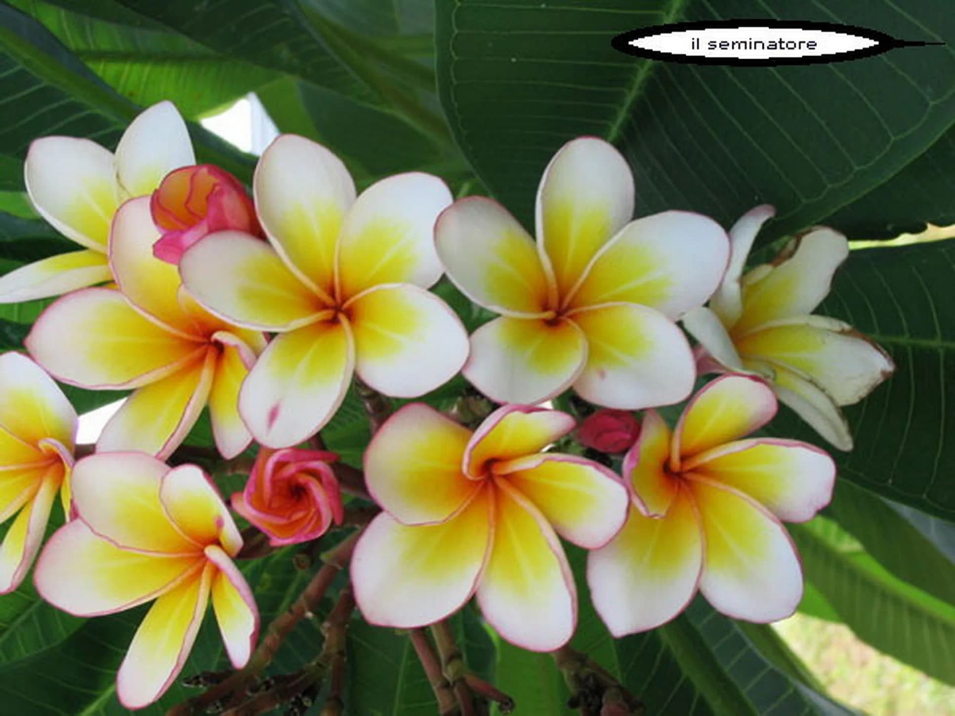 4 SEMI DI PLUMERIA -FRANGIPANI - POMELIA- VARIETA' "Ladavan"