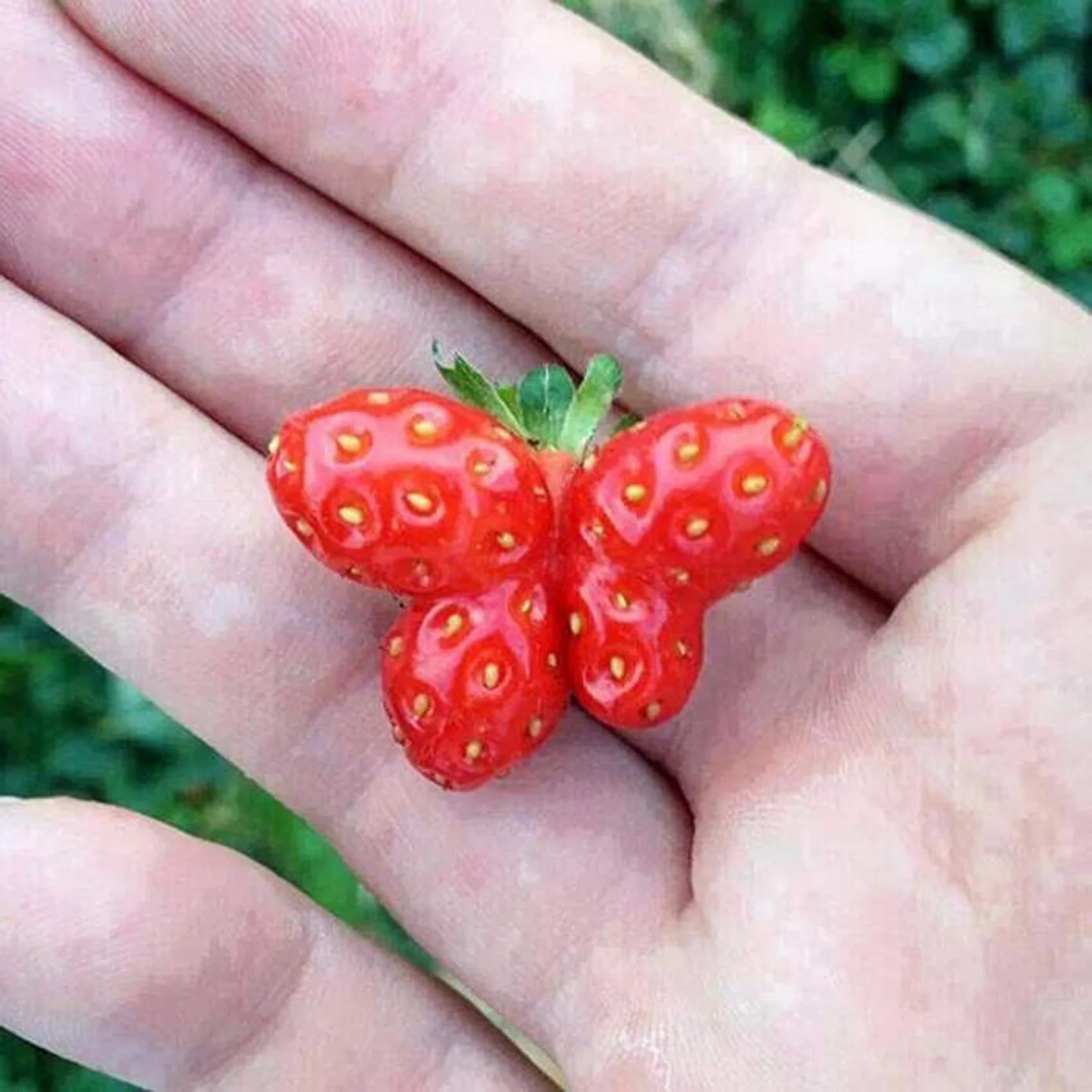 FRAGOLA A FORMA DI FARFALLA, 50 SEMI
