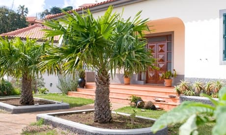 Palma Cinese Trachycarpus