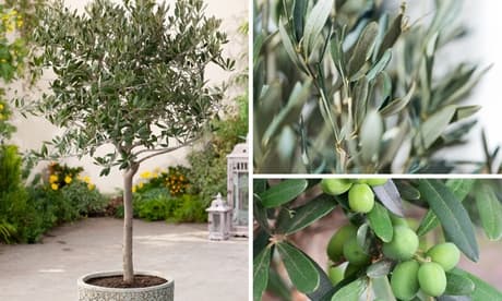 1 Albero Di Olivo