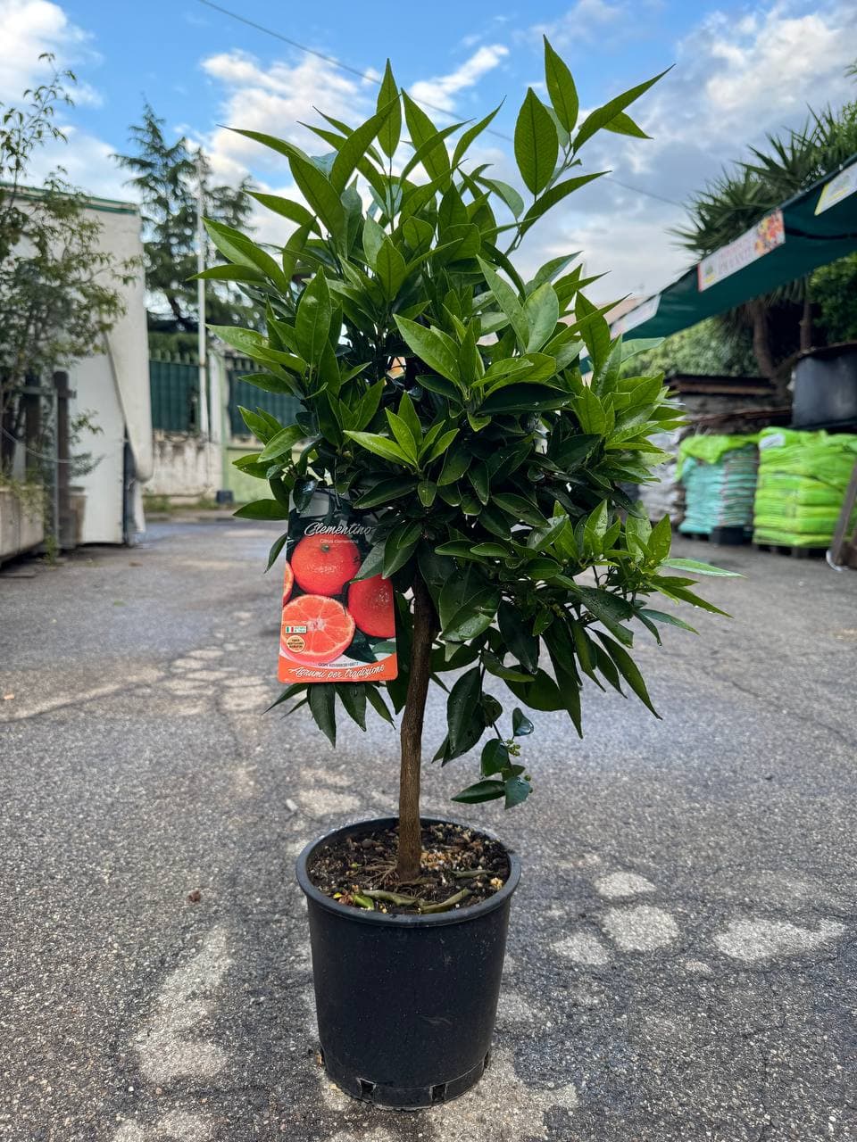 CLEMENTINO PIANTA CITRUS CLEMENTINA AGRUMI | VASO 20 - Quantitativo: 1