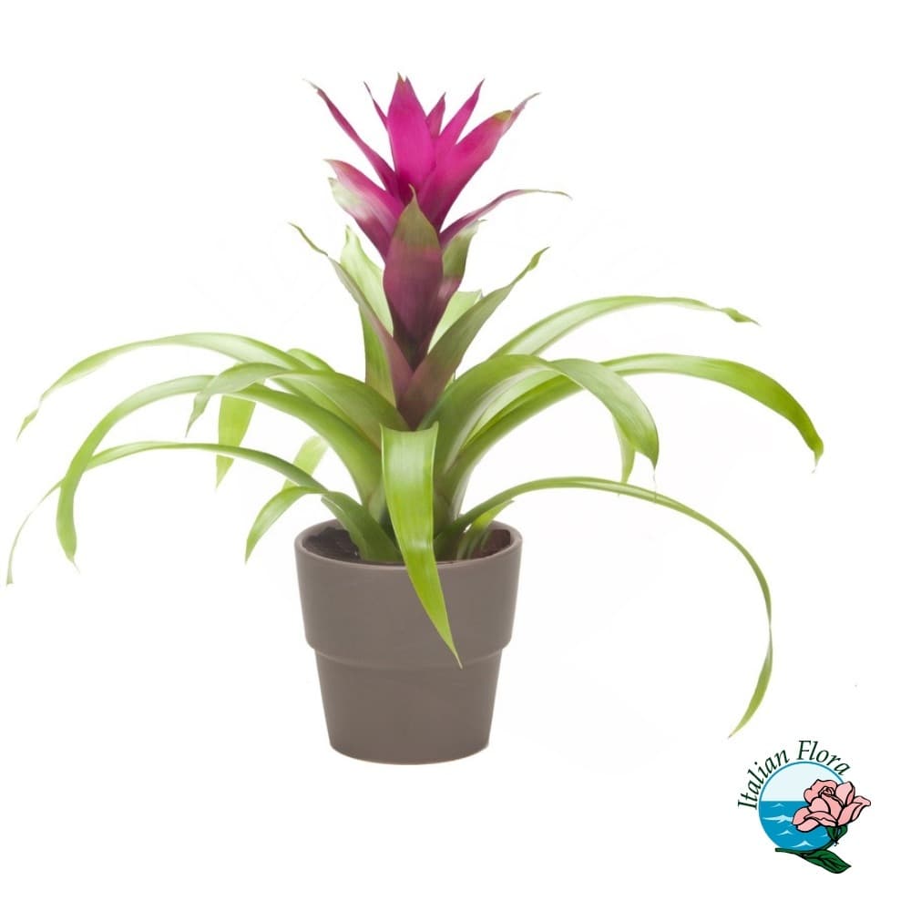 Pianta di Bromelia