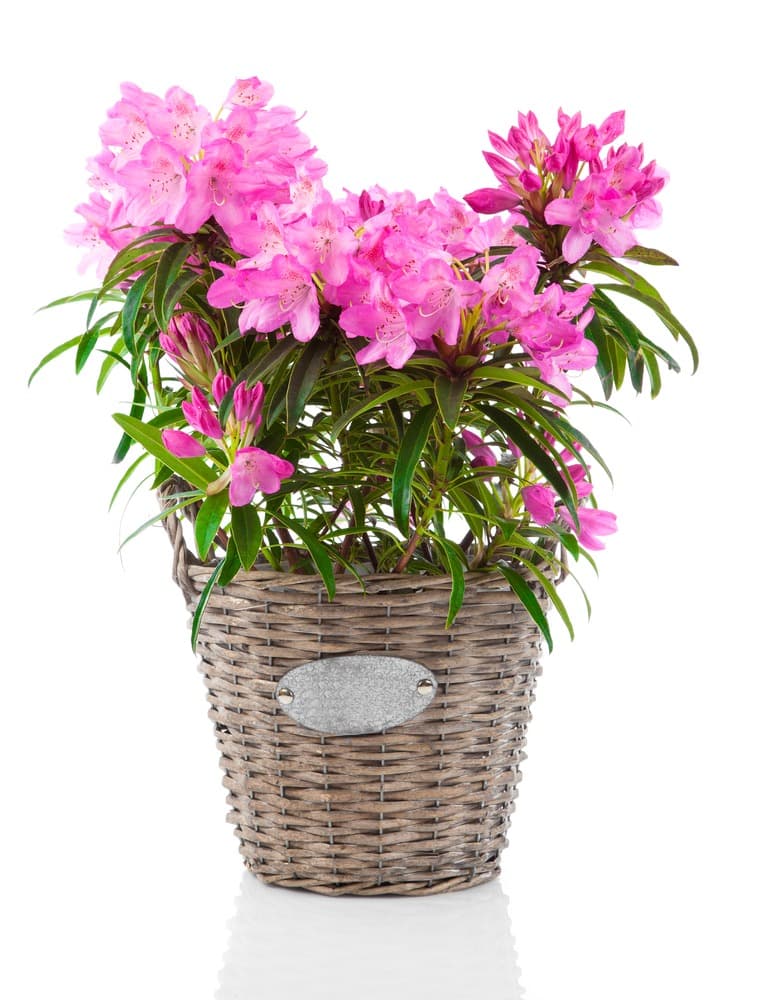 Pianta di rododendro
