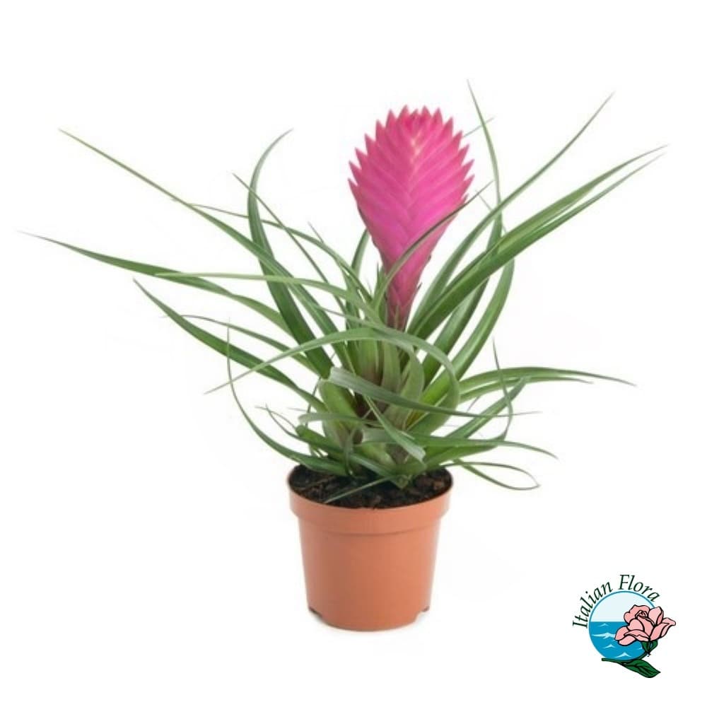 Pianta di Tillandsia